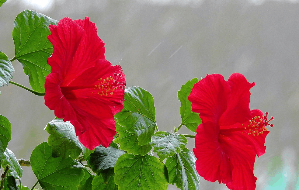 Hibiskus 3 Pixabay.png